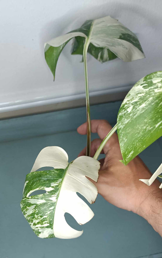 Ashley lvie 3 leaf unrooted cutting