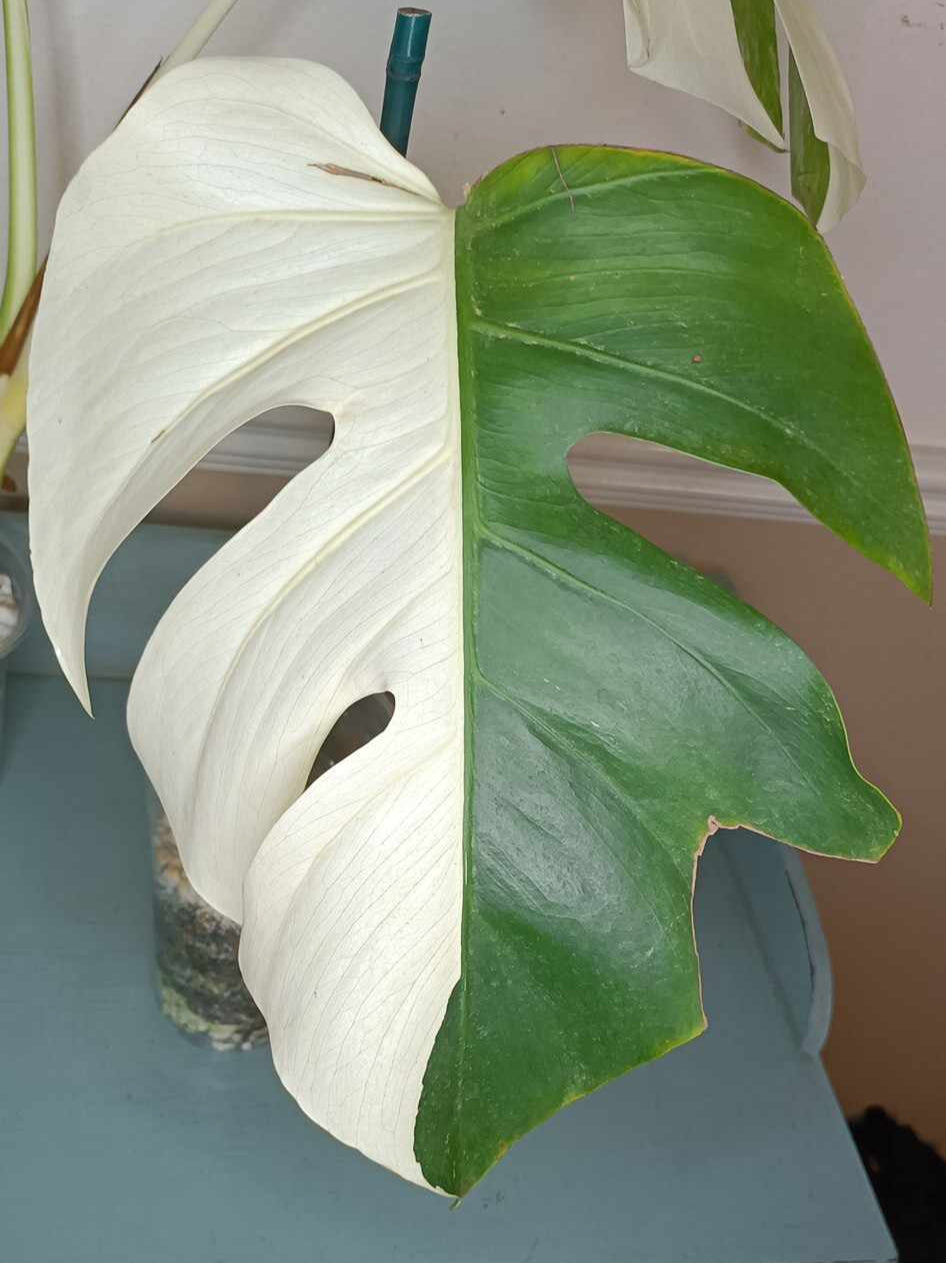 Monstera Mint Stephanie Michaud