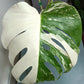 Large 4 leaf Monstera Albo