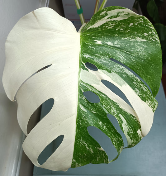 Large 4 leaf Monstera Albo