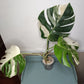 Large 4 leaf Monstera Albo