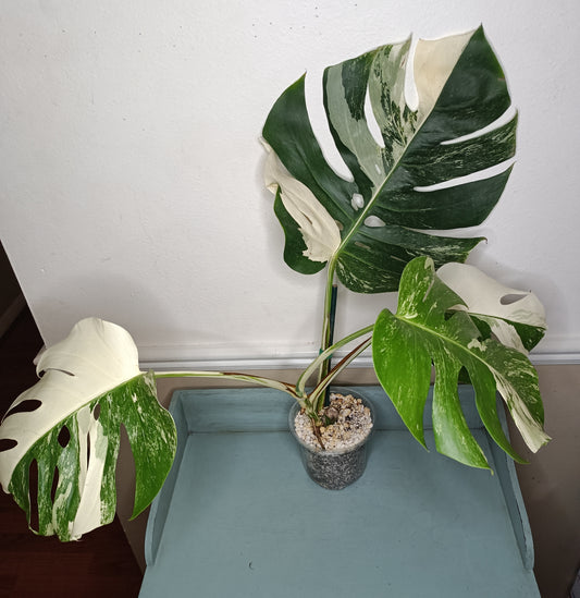 Large 4 leaf Monstera Albo