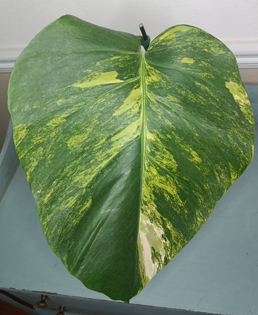 Monstera Aurea Auction #2 Stephanie Michaud