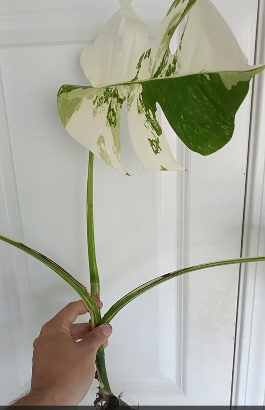 Monstera Albo Auction Melissa Majhor De Luna
