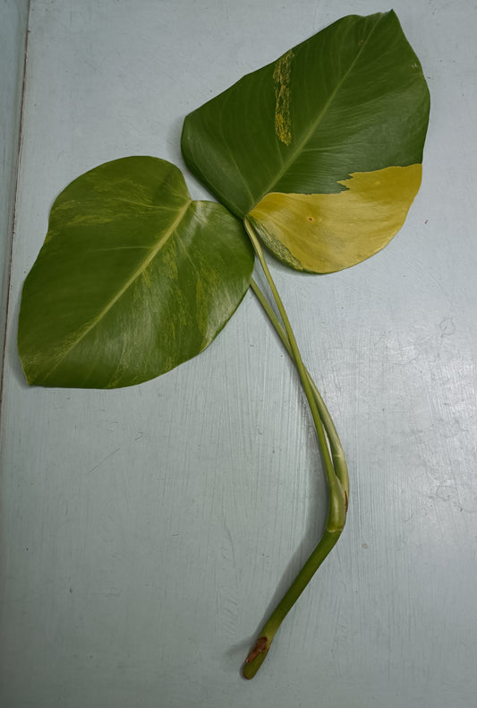 Monstera Aurea Auction #2 Alex Bauer