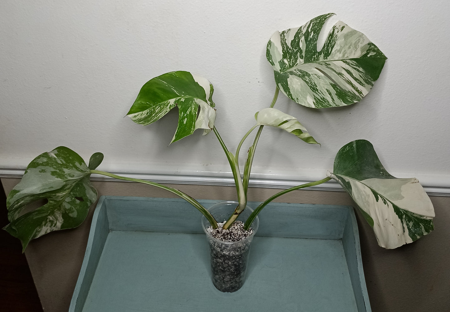 Monstera Albo A10 Reserved Heather Lippincott