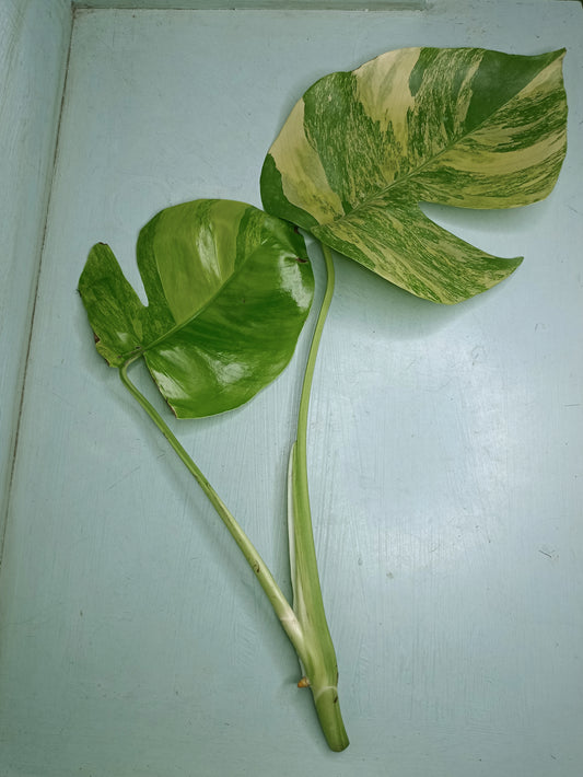 Top cut M. Aurea unrooted auction Megan Hartzell Perales