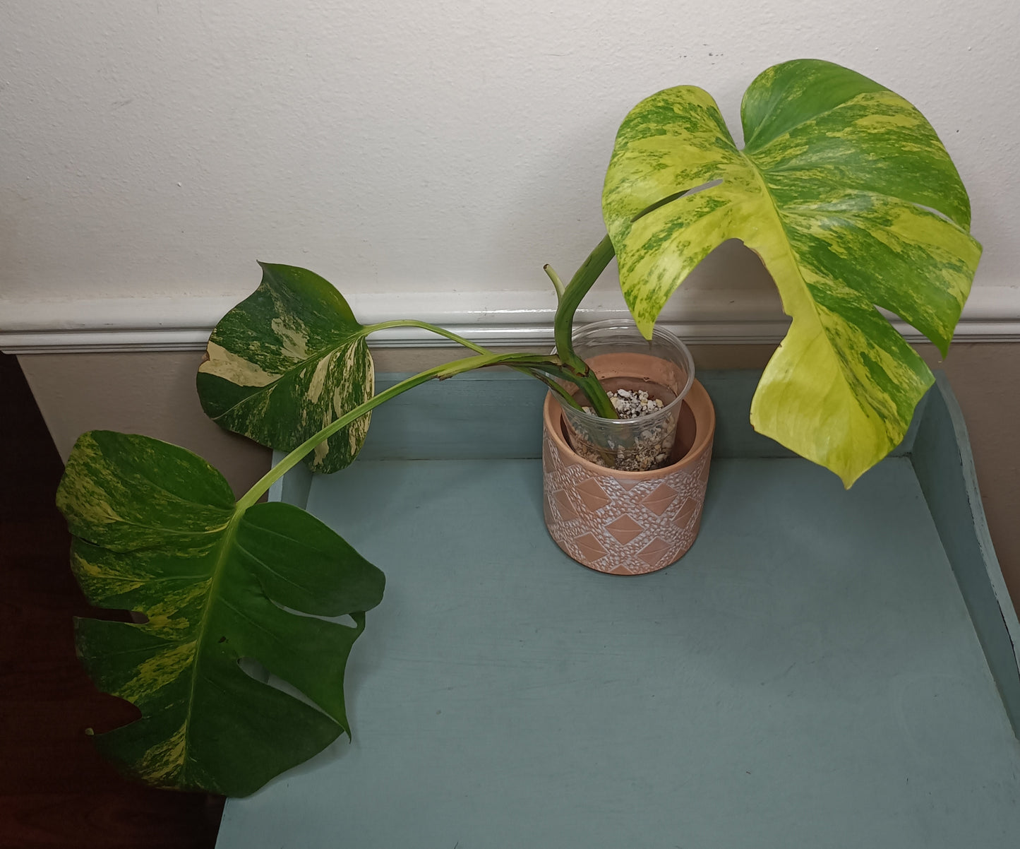 AU3 Monstera Aurea Michelle Crawford