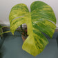 AU3 Monstera Aurea Michelle Crawford