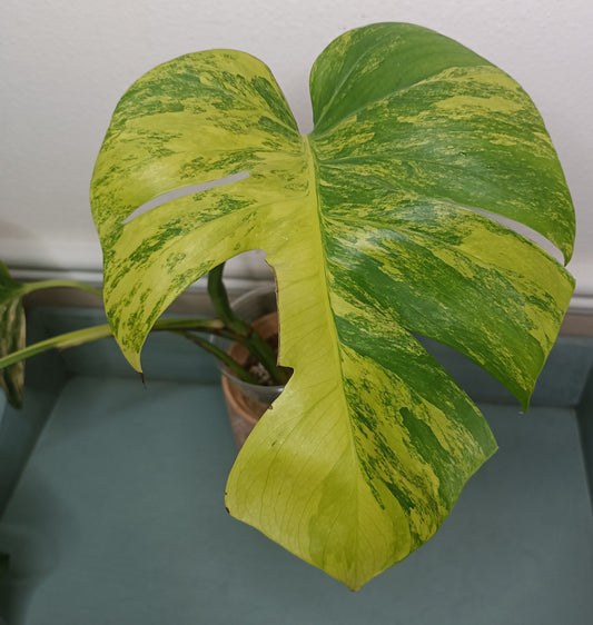 AU3 Monstera Aurea Michelle Crawford