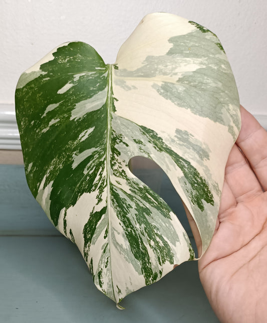 M. Albo marbled mid cut auction Lauren Richardson