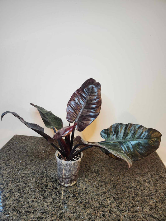 Philodendron Black Cardinal "Super Splash"
