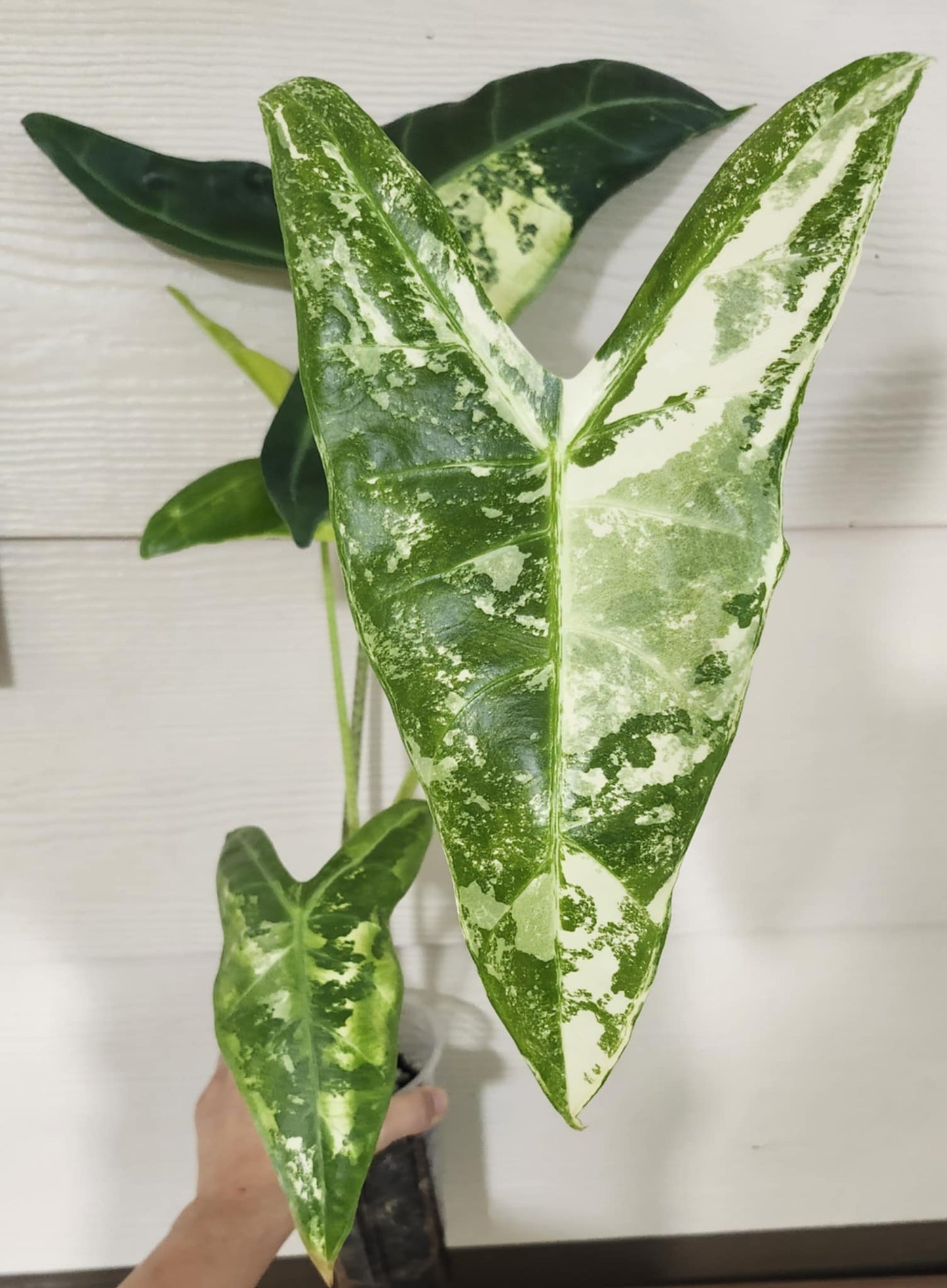 Alocasia Longiloba Albo reserved for Kristyn Patalita