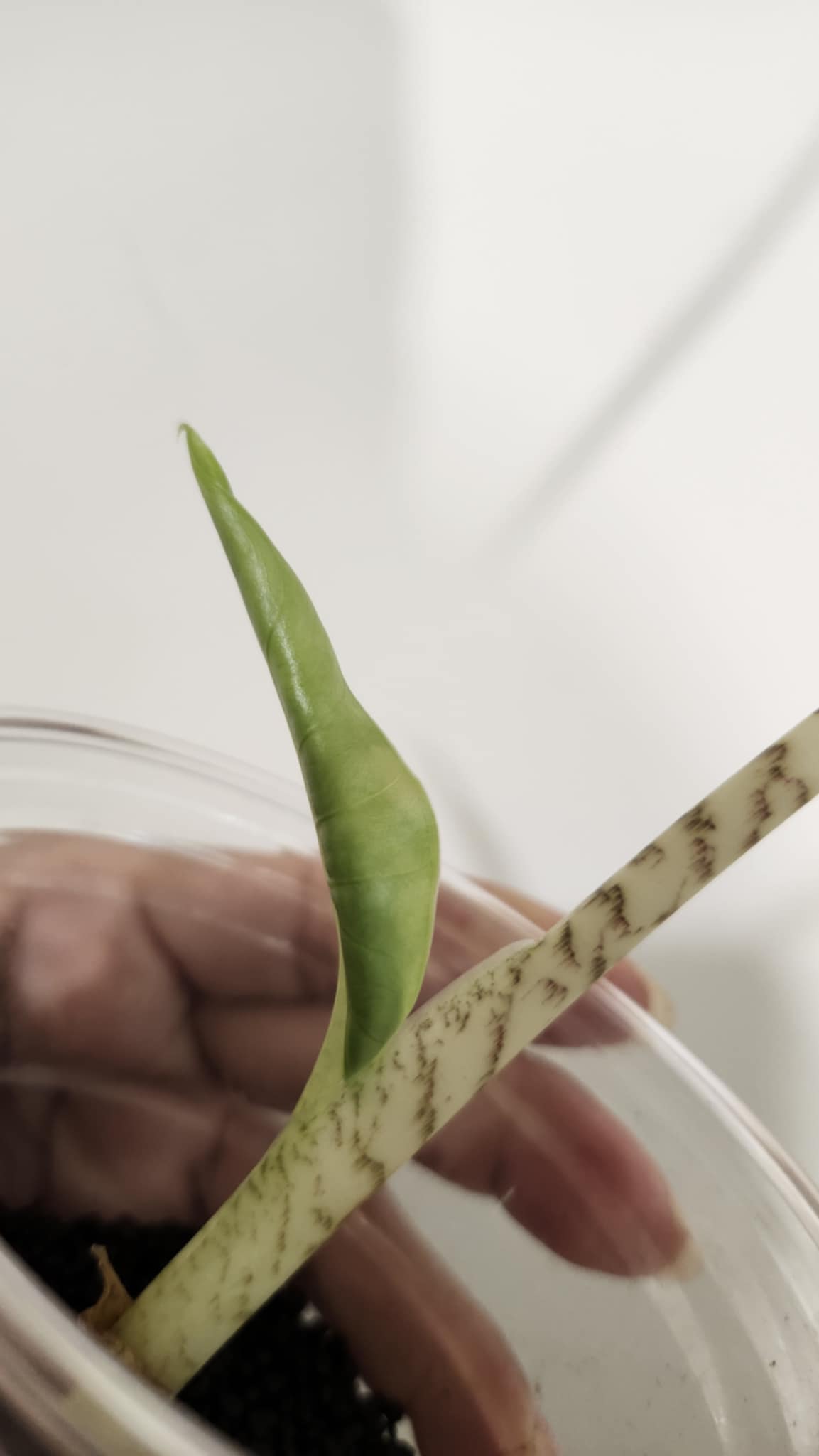 Alocasia Zebrina Aurea Reserved for Kristyn Patalita