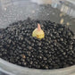 Alocasia Black velvet corm reserved for Julian Arana Jr.