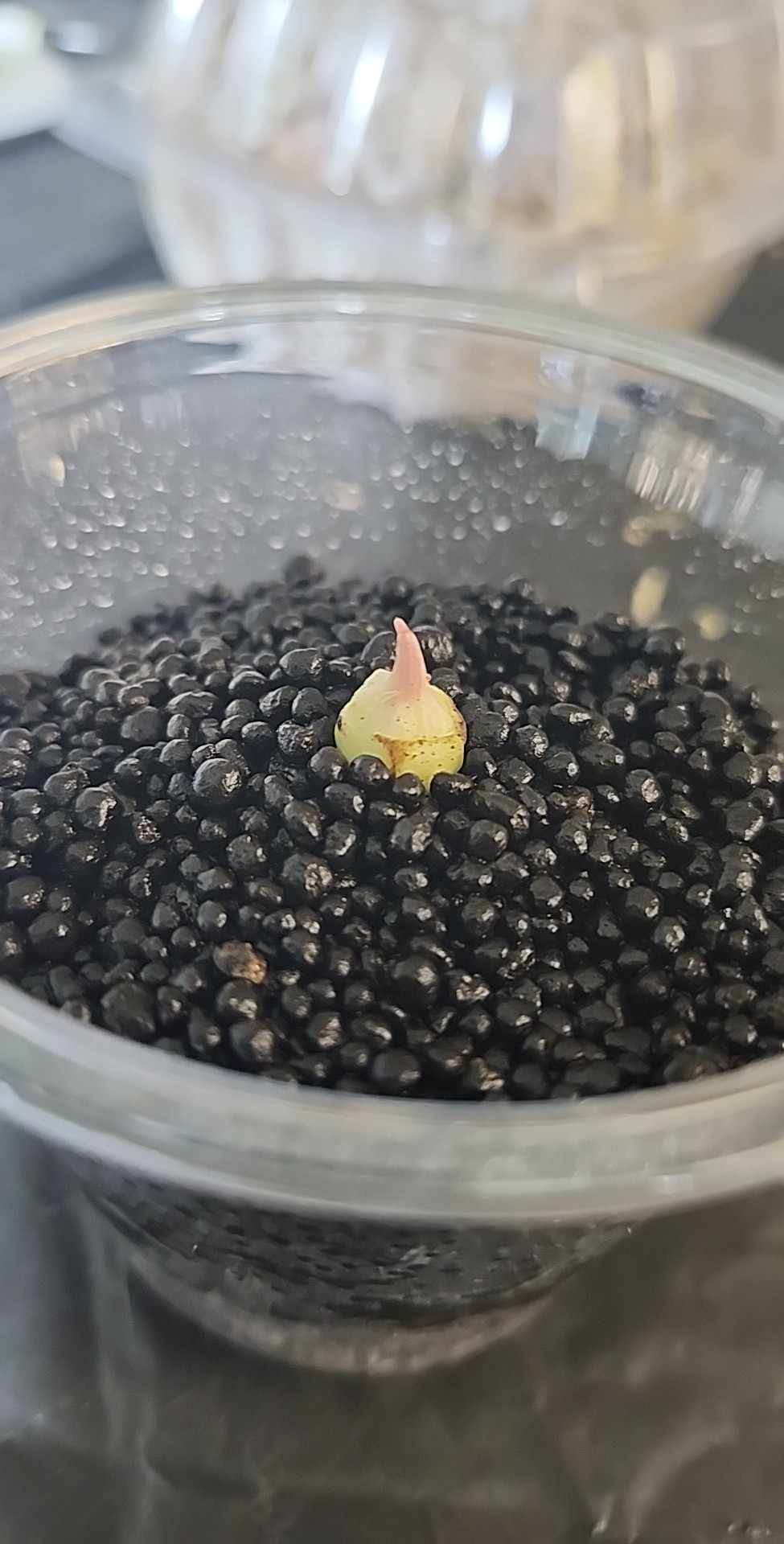 Alocasia Black velvet corm reserved for Julian Arana Jr.
