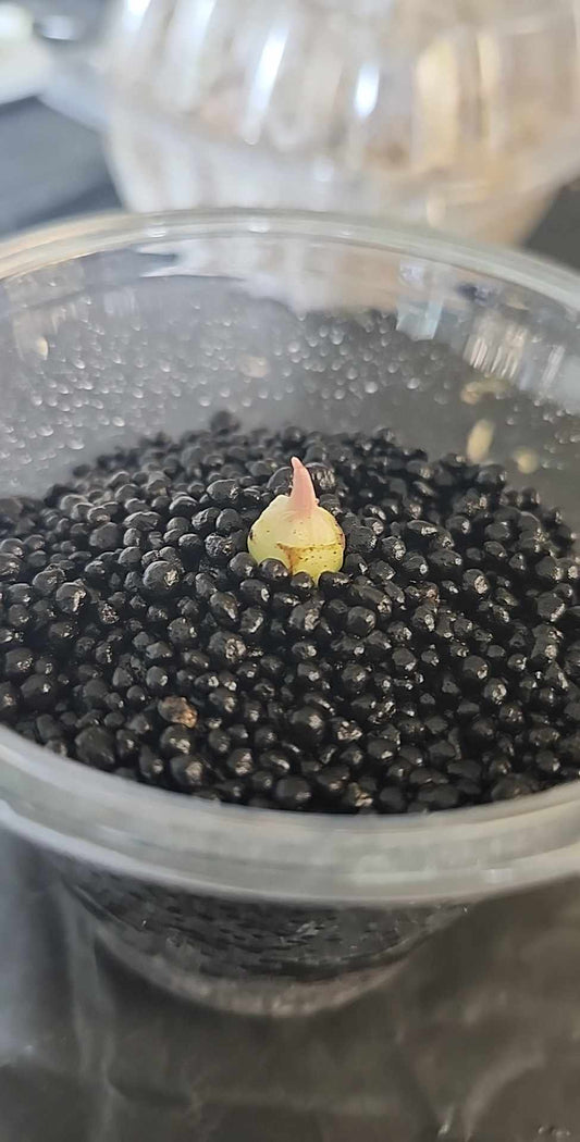 Alocasia Black velvet corm reserved for Julian Arana Jr.