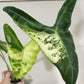 Alocasia Longiloba Albo reserved for Kristyn Patalita