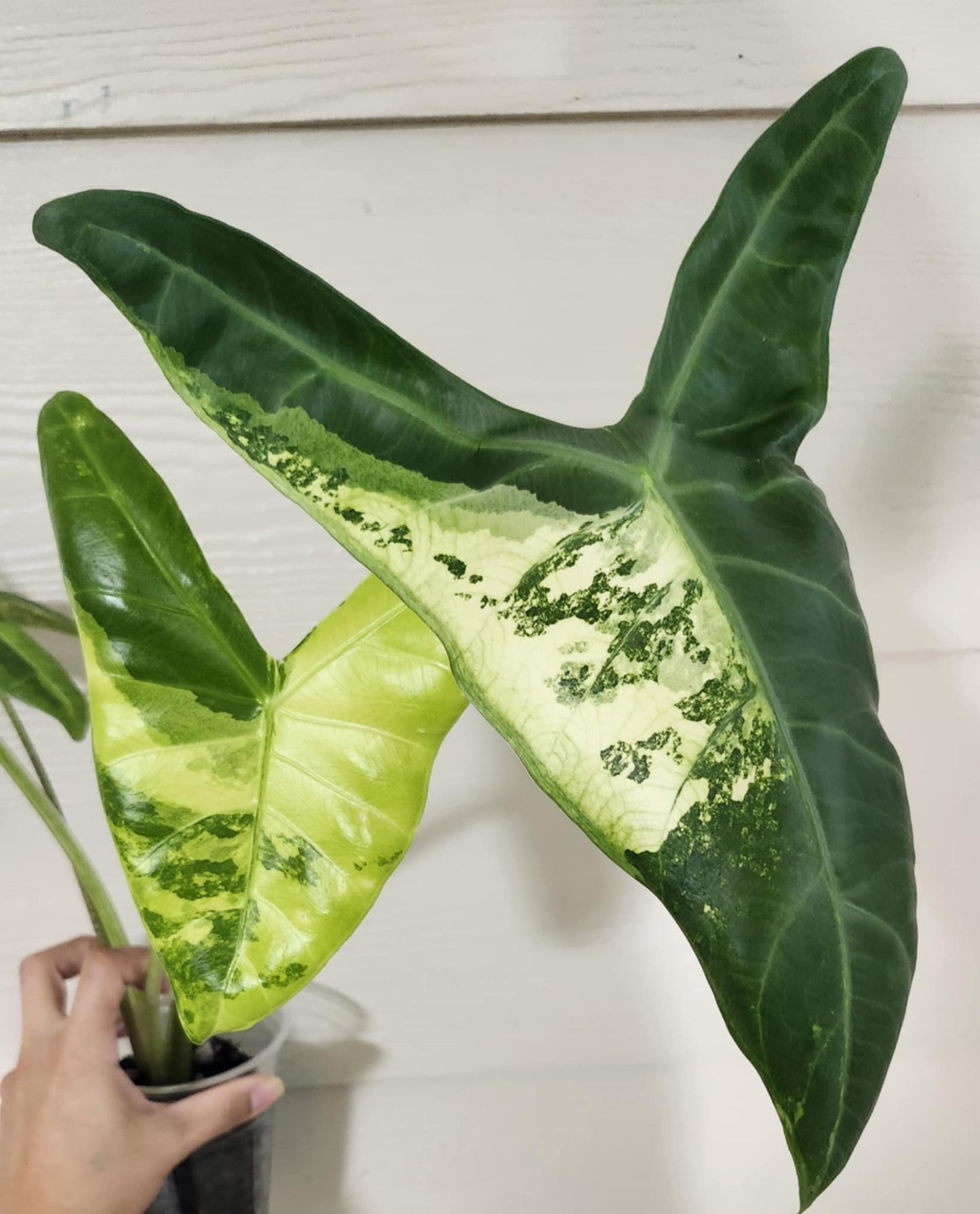 Alocasia Longiloba Albo reserved for Kristyn Patalita