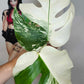 Monstera Albo Top Cut #T1 reserved for Carla Roeper