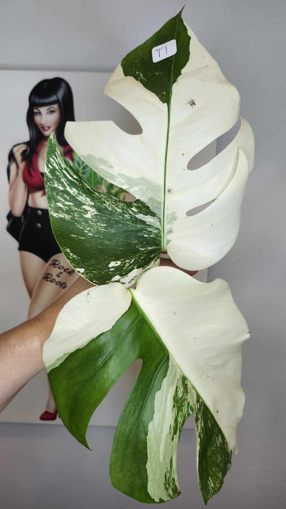 Monstera Albo Top Cut #T1 reserved for Carla Roeper