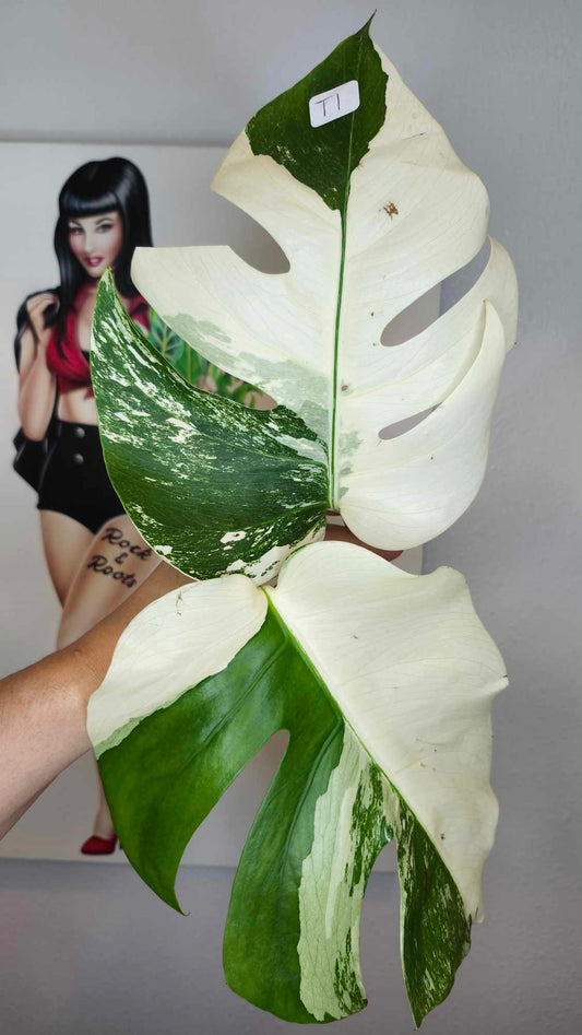 Monstera Albo Top Cut #T1 reserved for Carla Roeper