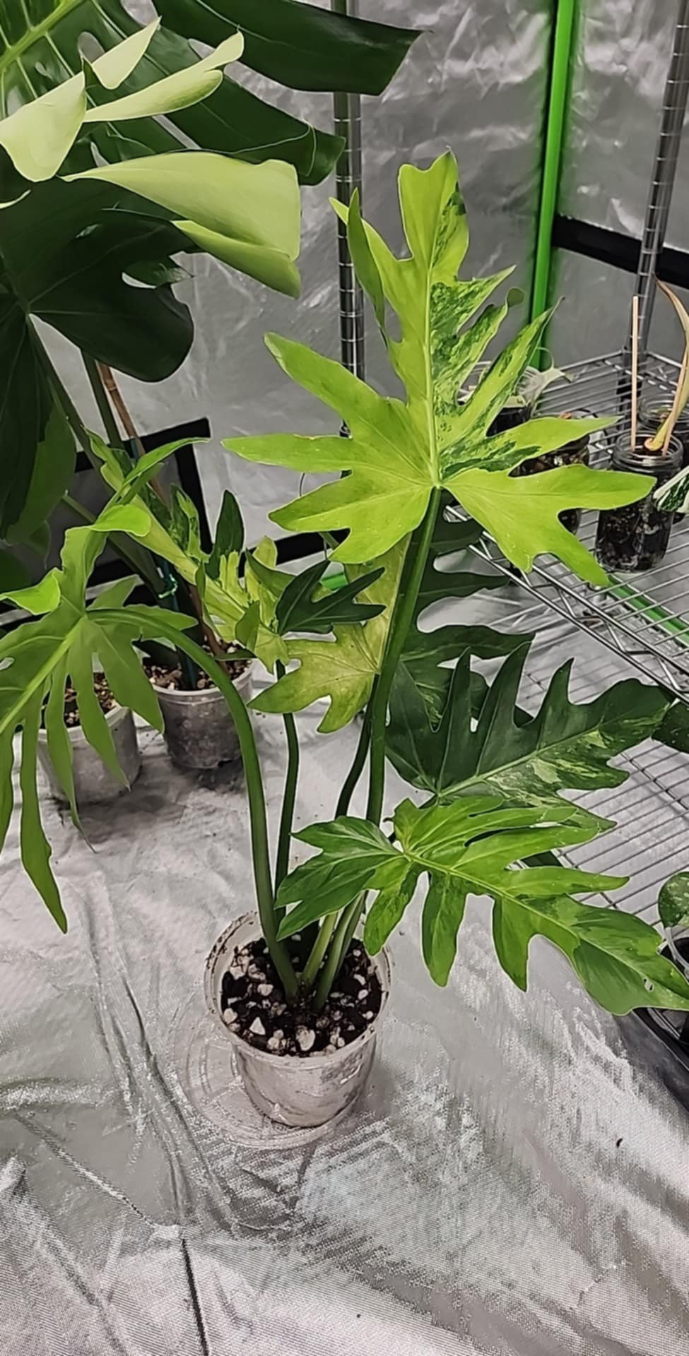 Philodendron Radiatum Variegated reserved for Chad A. Popour