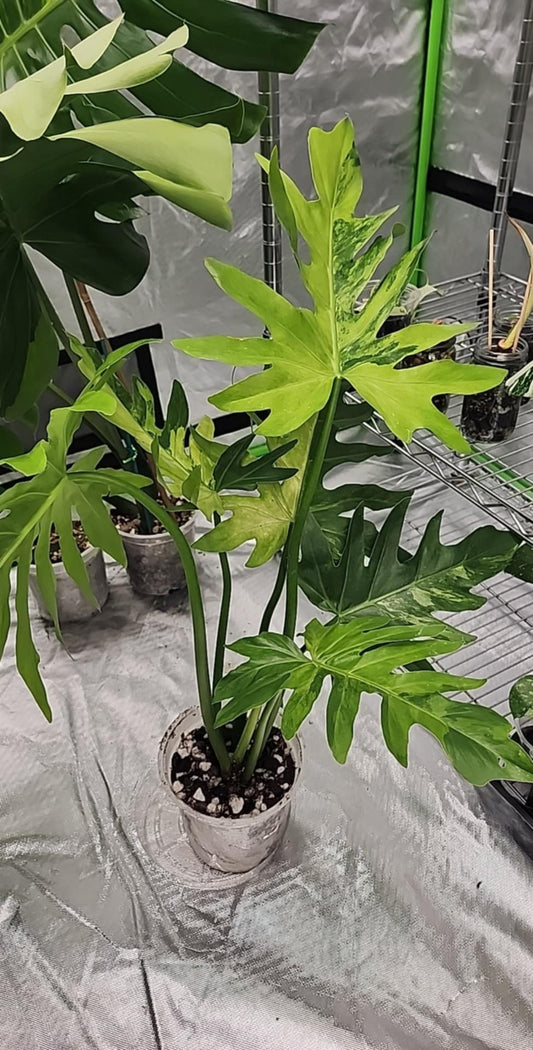 Philodendron Radiatum Variegated reserved for Chad A. Popour