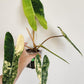 Variegated Billietae with free Thai con reserved for Samantha Pylypyshyn