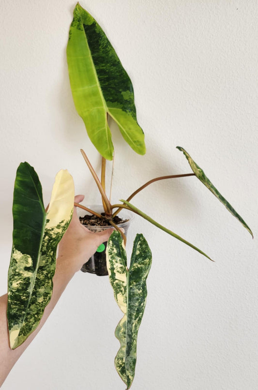 Variegated Billietae with free Thai con reserved for Samantha Pylypyshyn