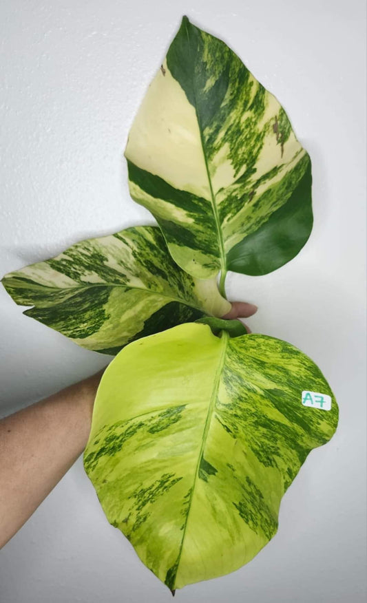 Monstera Aurea #7- Reserved Niki Gage