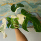 Monstera Albo #34, T10, 4 leaf Top Cut- Reserved Kim Blanchard