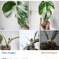 Monstera Albo #34, T10, 4 leaf Top Cut- Reserved Kim Blanchard