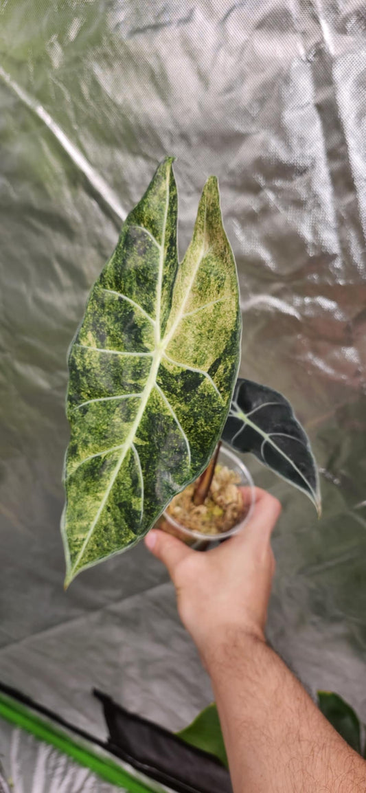 Alocasia Longiloba Black Satun