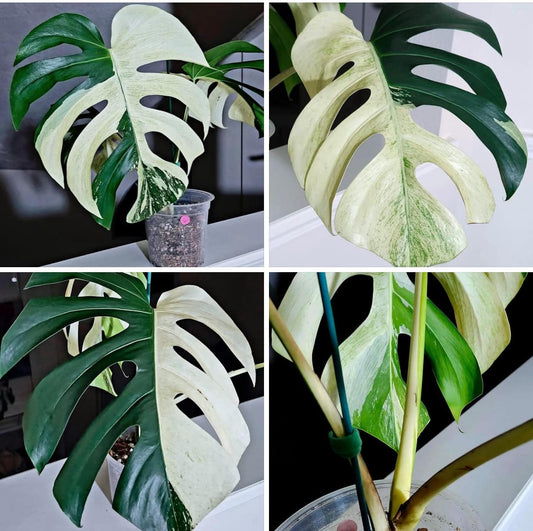 Monstera Mint- Reserved Claudia Longano