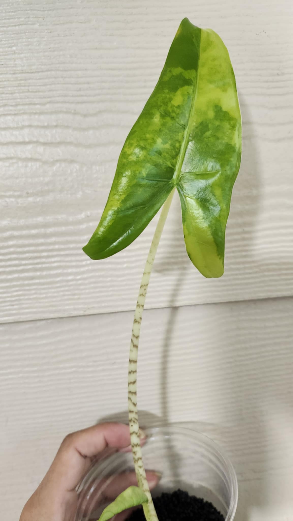 Alocasia Zebrina Aurea Reserved for Kristyn Patalita