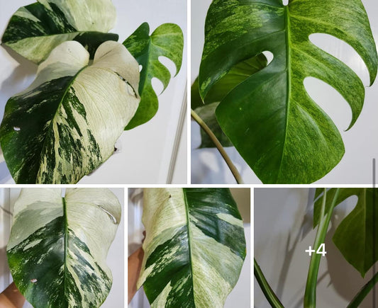 Monstera Mint #9 - Claudia Longano