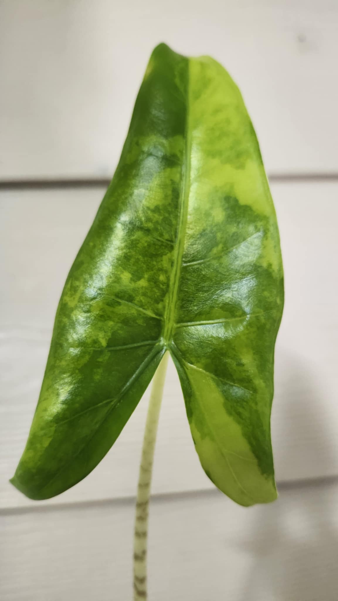 Alocasia Zebrina Aurea Reserved for Kristyn Patalita