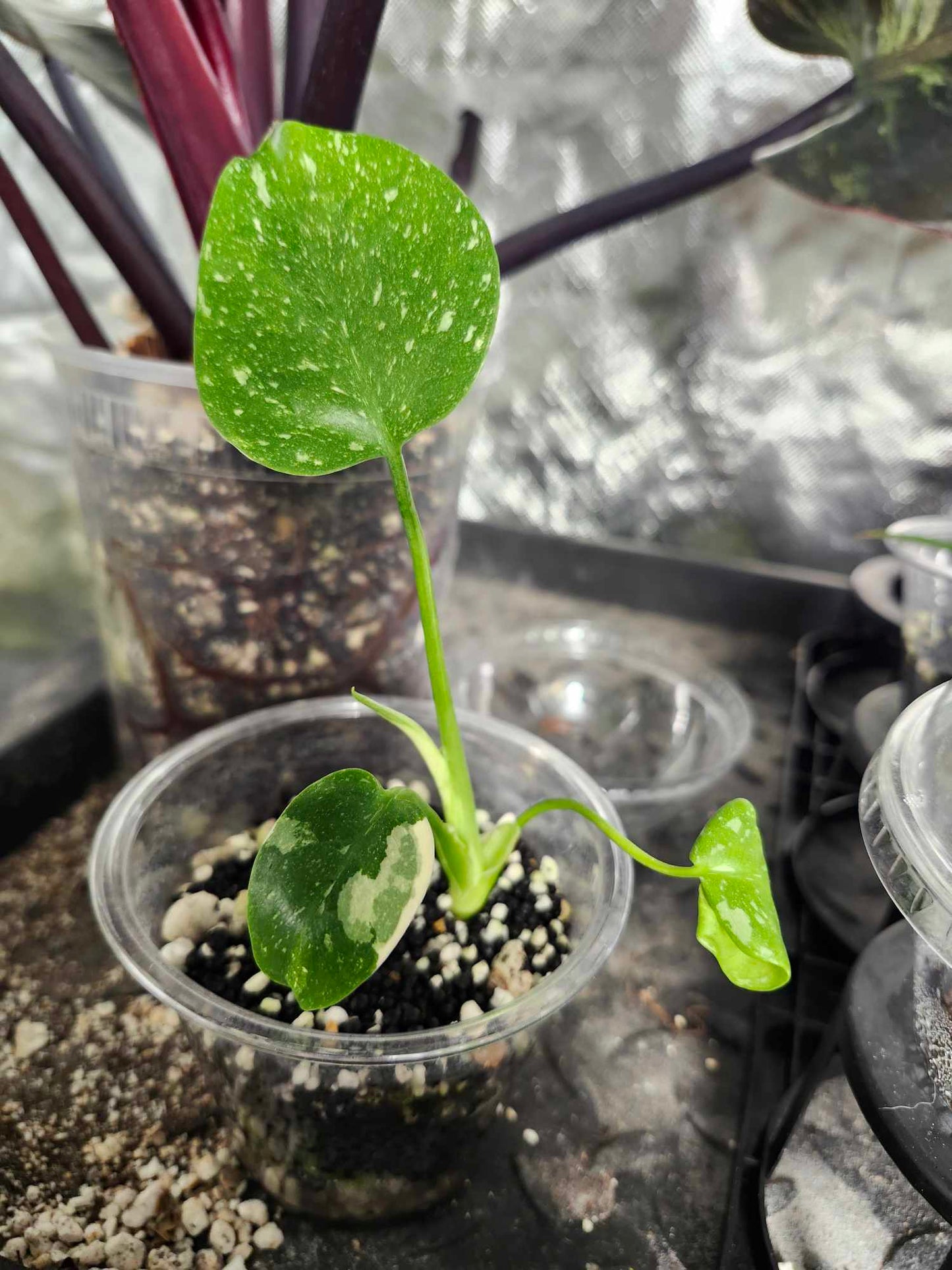 (2) TC Thai con starters reserved for Deanna McKenzie