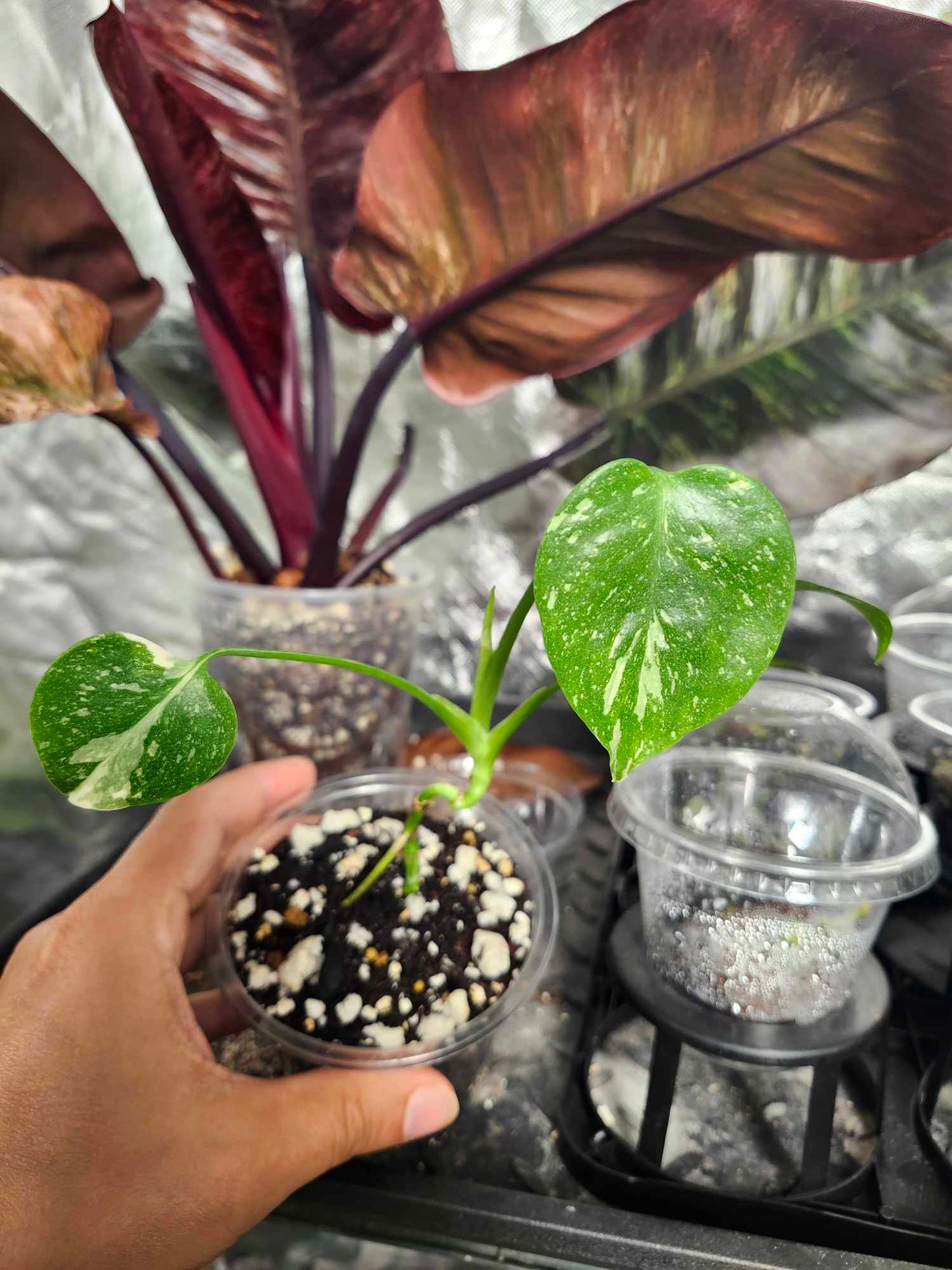 (2) TC Thai con starters reserved for Deanna McKenzie