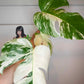 Monstera Albo #34, T10, 4 leaf Top Cut- Reserved Kim Blanchard
