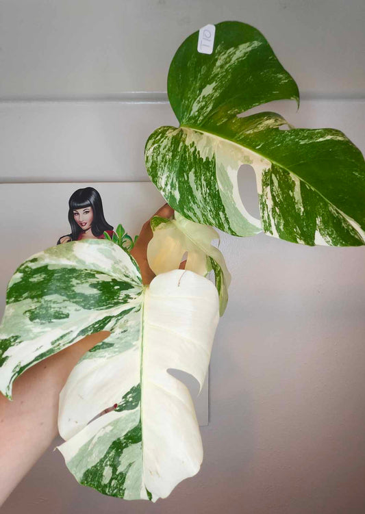 Monstera Albo #34, T10, 4 leaf Top Cut- Reserved Kim Blanchard
