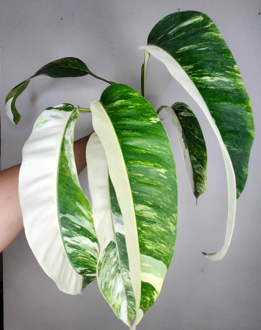 Epi Gigantuem Albo reserved for Josie Montessori