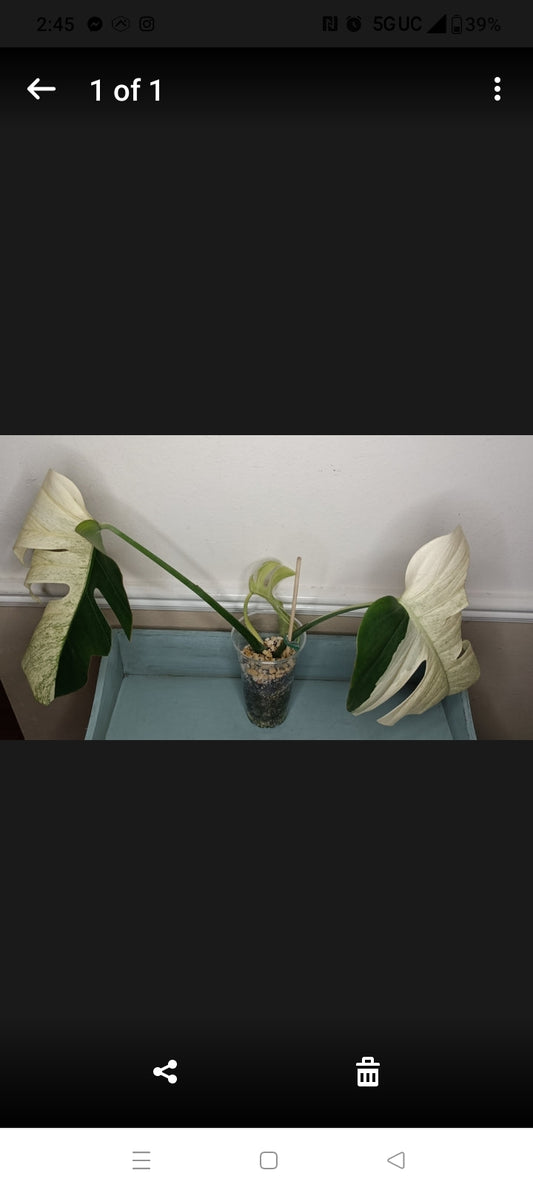 Monstera Top Cut Mint