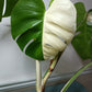 Monstera Albo Halfmoon