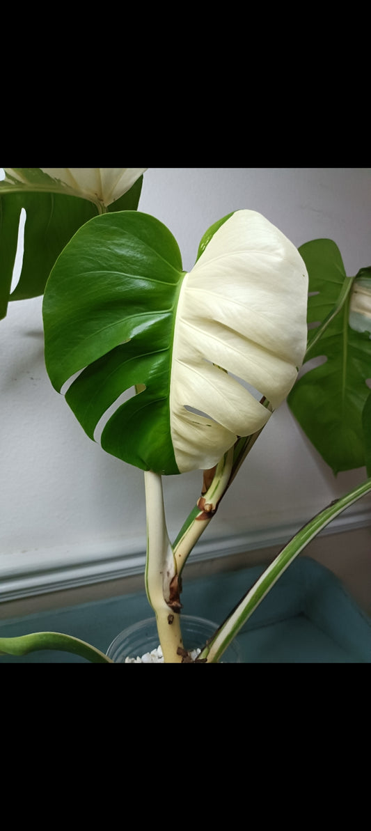 Monstera Albo Halfmoon