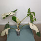 Monstera Albo Halfmoon