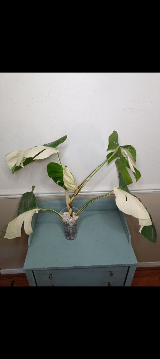 Monstera Albo Halfmoon