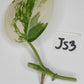 Jade Satin Variegated Unrooted Cutting #JS3