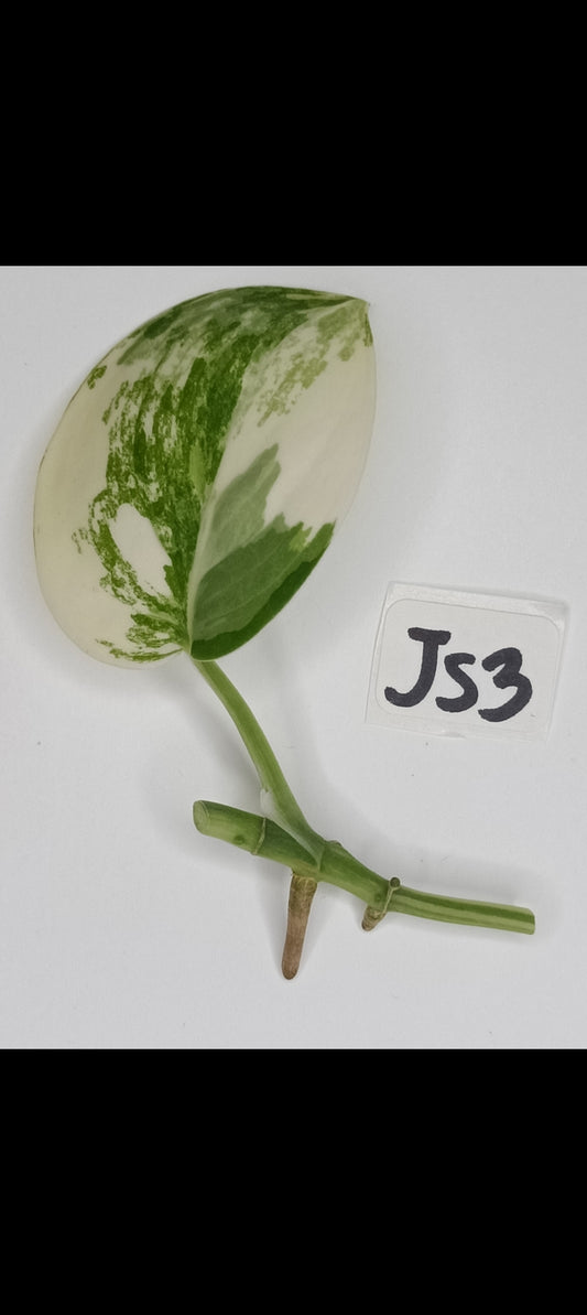 Jade Satin Variegated Unrooted Cutting #JS3